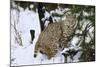 Bobcat-null-Mounted Photographic Print