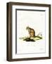 Bobcat-null-Framed Premium Giclee Print