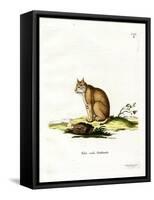 Bobcat-null-Framed Stretched Canvas