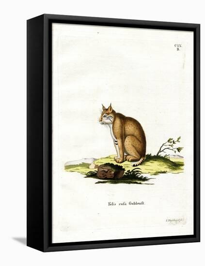 Bobcat-null-Framed Stretched Canvas