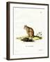 Bobcat-null-Framed Giclee Print