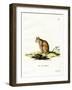 Bobcat-null-Framed Giclee Print