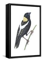 Bobolink (Dolichonyx Oryzivorus), Birds-Encyclopaedia Britannica-Framed Stretched Canvas