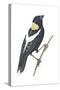 Bobolink (Dolichonyx Oryzivorus), Birds-Encyclopaedia Britannica-Stretched Canvas