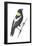 Bobolink (Dolichonyx Oryzivorus), Birds-Encyclopaedia Britannica-Framed Poster