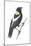 Bobolink (Dolichonyx Oryzivorus), Birds-Encyclopaedia Britannica-Mounted Poster