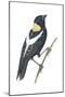 Bobolink (Dolichonyx Oryzivorus), Birds-Encyclopaedia Britannica-Mounted Poster