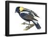 Bobolink (Dolochonyx Oryzivorus), Birds-Encyclopaedia Britannica-Framed Poster