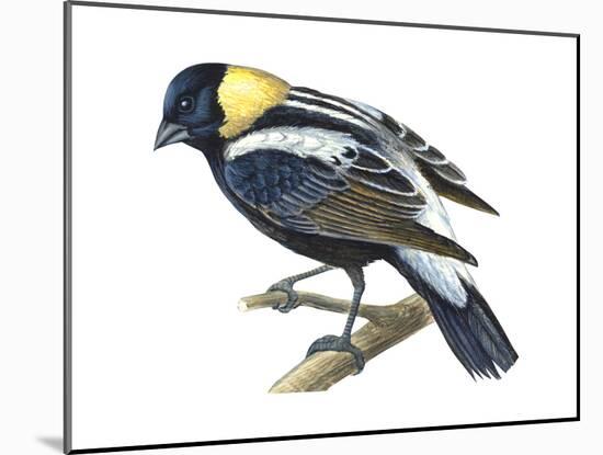 Bobolink (Dolochonyx Oryzivorus), Birds-Encyclopaedia Britannica-Mounted Poster