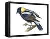 Bobolink (Dolochonyx Oryzivorus), Birds-Encyclopaedia Britannica-Framed Stretched Canvas