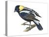 Bobolink (Dolochonyx Oryzivorus), Birds-Encyclopaedia Britannica-Stretched Canvas