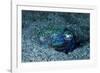 Bobtail squid on the seabed, Komodo National Park, Indonesia-Franco Banfi-Framed Photographic Print