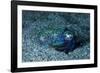 Bobtail squid on the seabed, Komodo National Park, Indonesia-Franco Banfi-Framed Photographic Print