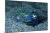 Bobtail squid on the seabed, Komodo National Park, Indonesia-Franco Banfi-Mounted Photographic Print