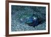 Bobtail squid on the seabed, Komodo National Park, Indonesia-Franco Banfi-Framed Photographic Print