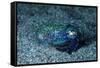 Bobtail squid on the seabed, Komodo National Park, Indonesia-Franco Banfi-Framed Stretched Canvas