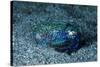 Bobtail squid on the seabed, Komodo National Park, Indonesia-Franco Banfi-Stretched Canvas