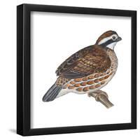 Bobwhite (Colinus Virginianus), Birds-Encyclopaedia Britannica-Framed Poster