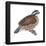 Bobwhite (Colinus Virginianus), Birds-Encyclopaedia Britannica-Framed Poster