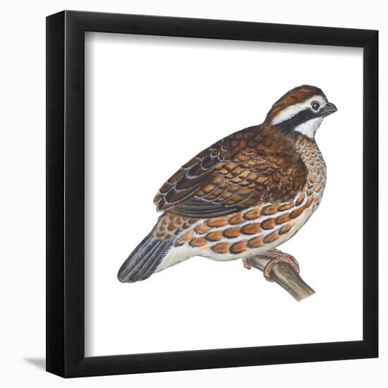 Bobwhite (Colinus Virginianus), Birds-Encyclopaedia Britannica-Framed Poster