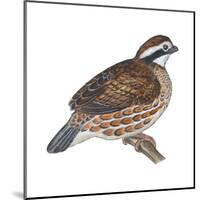 Bobwhite (Colinus Virginianus), Birds-Encyclopaedia Britannica-Mounted Poster