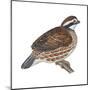 Bobwhite (Colinus Virginianus), Birds-Encyclopaedia Britannica-Mounted Poster