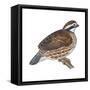 Bobwhite (Colinus Virginianus), Birds-Encyclopaedia Britannica-Framed Stretched Canvas