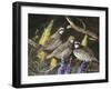 Bobwhite Trio 1-Trevor V. Swanson-Framed Giclee Print