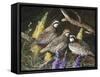 Bobwhite Trio 1-Trevor V. Swanson-Framed Stretched Canvas