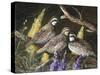 Bobwhite Trio 1-Trevor V. Swanson-Stretched Canvas