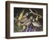 Bobwhite Trio 1-Trevor V. Swanson-Framed Giclee Print