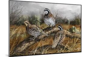 Bobwhite Trio 2-Trevor V. Swanson-Mounted Giclee Print