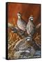 Bobwhite Trio 4-Trevor V. Swanson-Framed Stretched Canvas