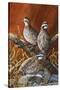 Bobwhite Trio 4-Trevor V. Swanson-Stretched Canvas