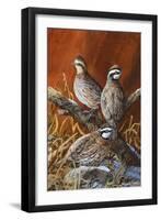 Bobwhite Trio 4-Trevor V. Swanson-Framed Premium Giclee Print