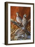 Bobwhite Trio 4-Trevor V. Swanson-Framed Giclee Print