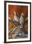 Bobwhite Trio 4-Trevor V. Swanson-Framed Giclee Print