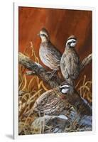 Bobwhite Trio 4-Trevor V. Swanson-Framed Giclee Print