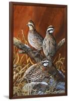 Bobwhite Trio 4-Trevor V. Swanson-Framed Giclee Print