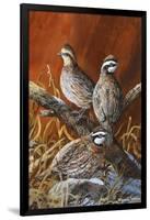 Bobwhite Trio 4-Trevor V. Swanson-Framed Giclee Print