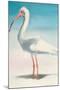 Boca Ibis-Kathleen Broaderick-Mounted Art Print