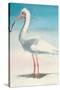 Boca Ibis-Kathleen Broaderick-Stretched Canvas