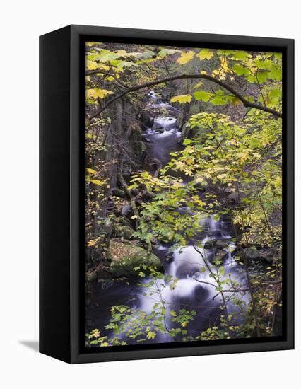 Bode in autumn, Harz National Park, Saxony-Anhalt, Germany-Michael Jaeschke-Framed Stretched Canvas