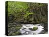 Bode in the spring, Harz National Park, Saxony-Anhalt, Germany-Michael Jaeschke-Stretched Canvas