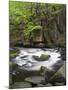 Bode in the spring, Harz National Park, Saxony-Anhalt, Germany-Michael Jaeschke-Mounted Photographic Print