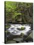 Bode in the spring, Harz National Park, Saxony-Anhalt, Germany-Michael Jaeschke-Stretched Canvas