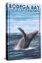 Bodega Bay, California - Humpback Whale-Lantern Press-Stretched Canvas