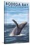 Bodega Bay, California - Humpback Whale-Lantern Press-Stretched Canvas