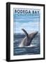 Bodega Bay, California - Humpback Whale-Lantern Press-Framed Art Print