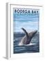 Bodega Bay, California - Humpback Whale-Lantern Press-Framed Art Print